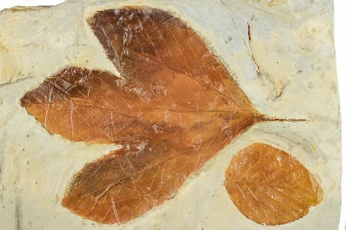 Colorful, Fossil Sycamore Leaf With Beringiaphyllum - Montana #262514